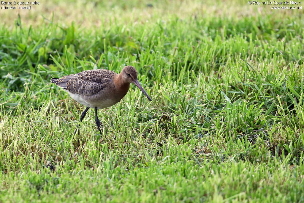 Black-tailed Godwit