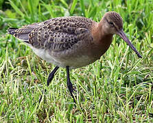 Black-tailed Godwit