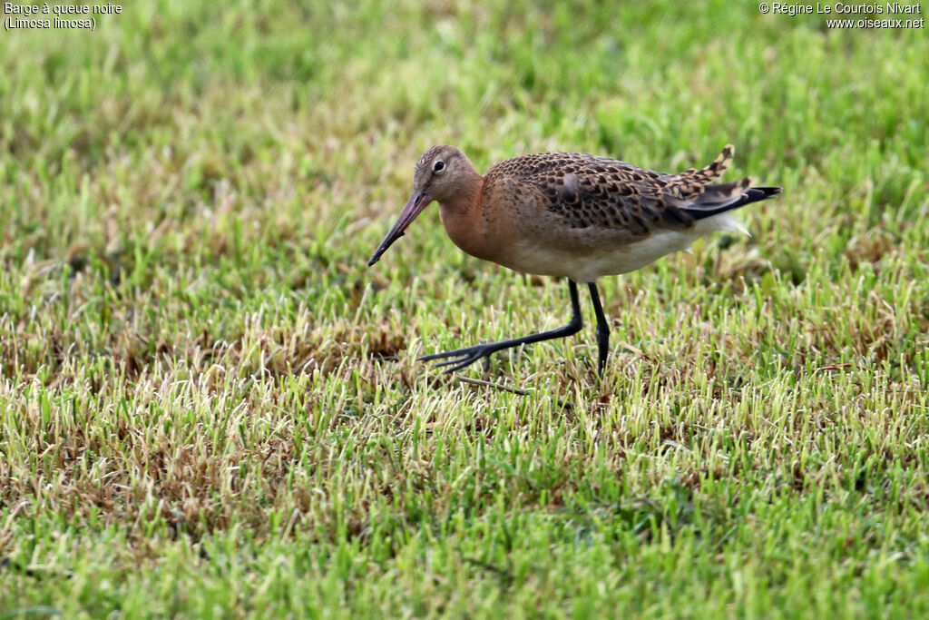 Black-tailed Godwit