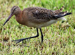 Black-tailed Godwit