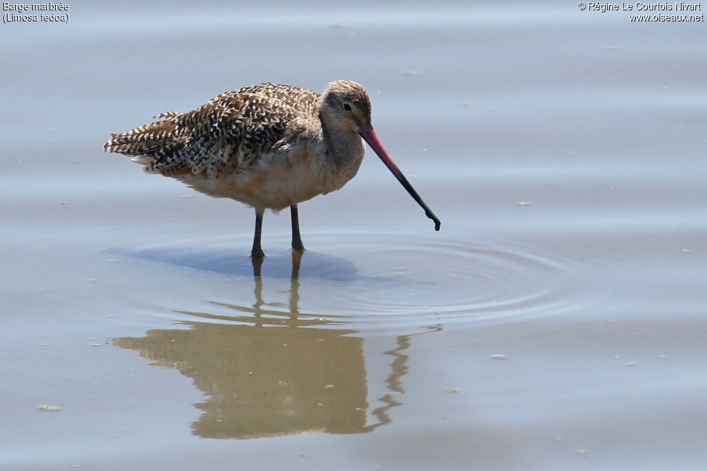 Marbled Godwit