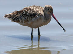 Marbled Godwit