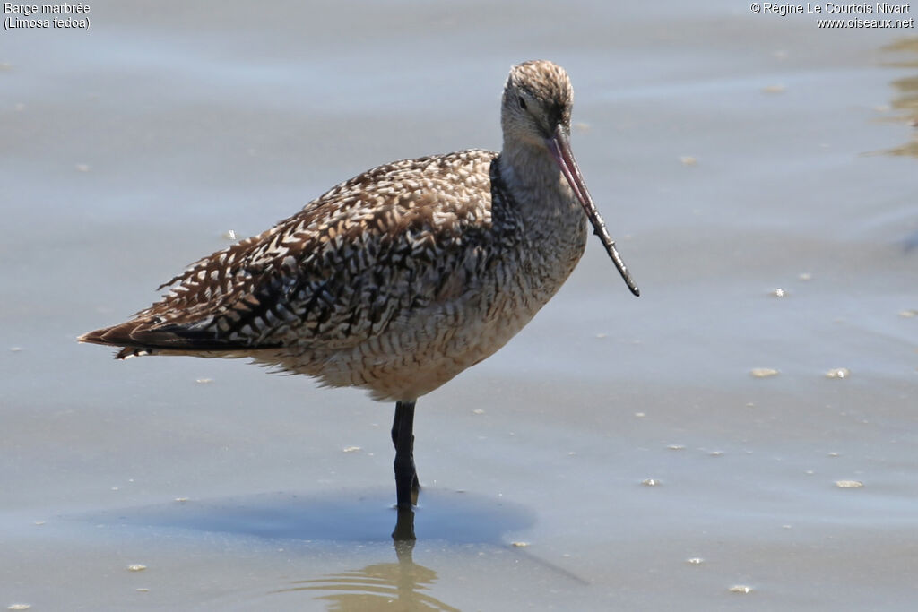 Marbled Godwit