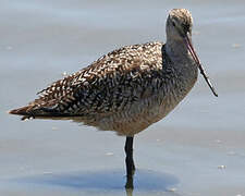 Marbled Godwit