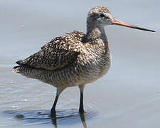 Marbled Godwit