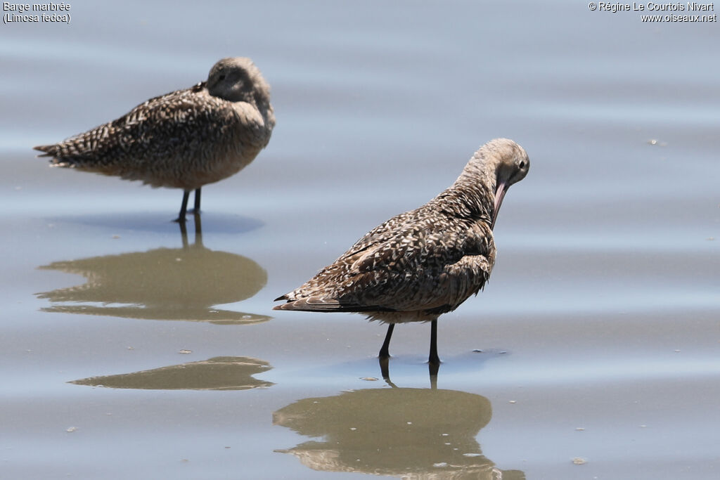 Marbled Godwit