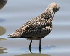 Marbled Godwit