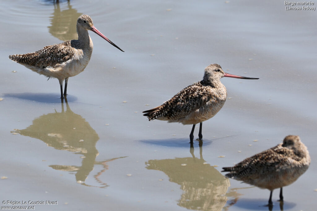 Marbled Godwit