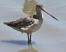 Marbled Godwit