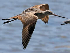 Marbled Godwit