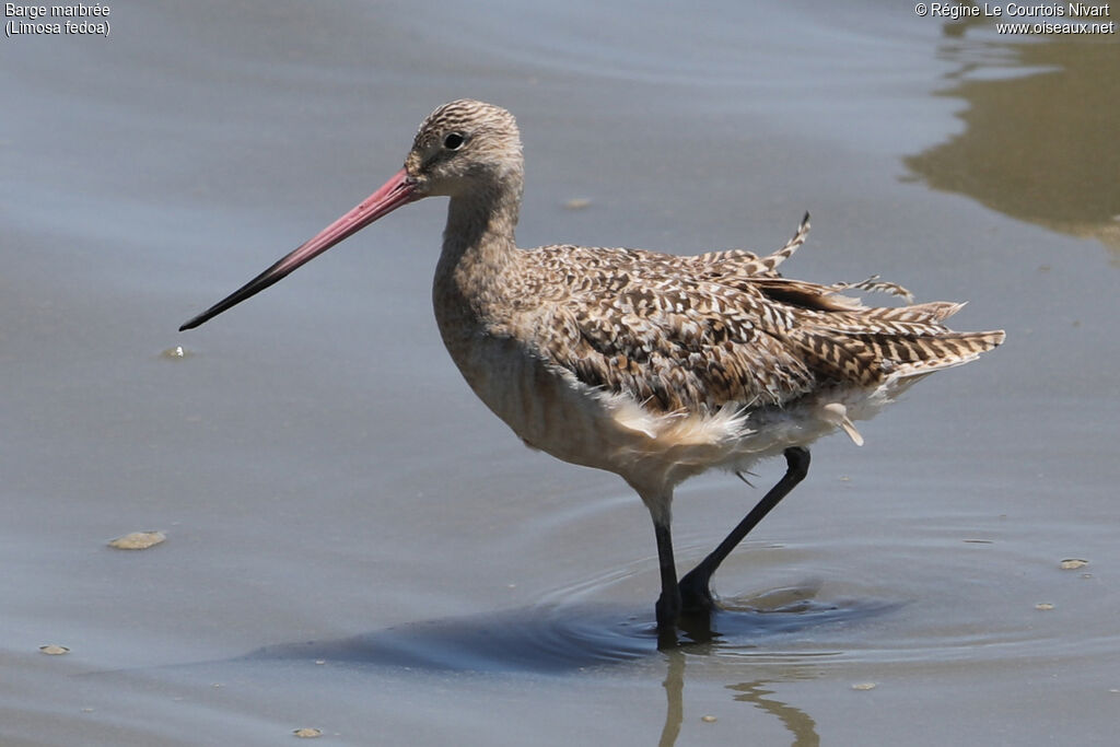 Marbled Godwit