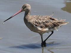 Marbled Godwit