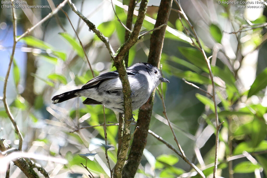 Batara bleuâtre