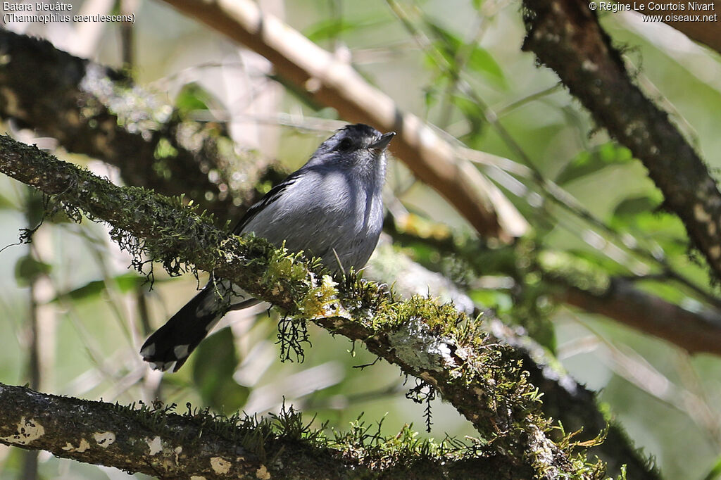 Batara bleuâtre