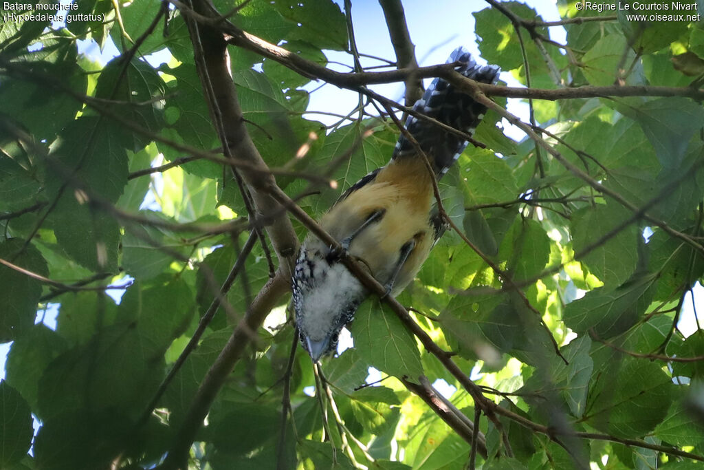 Spot-backed Antshrike