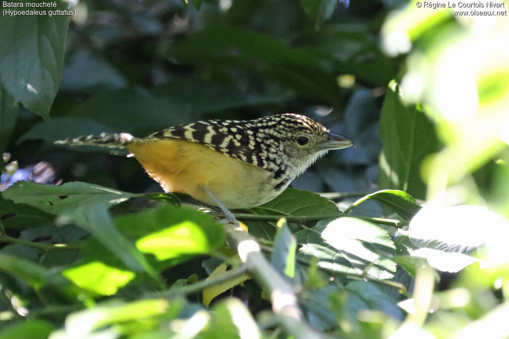 Batara moucheté
