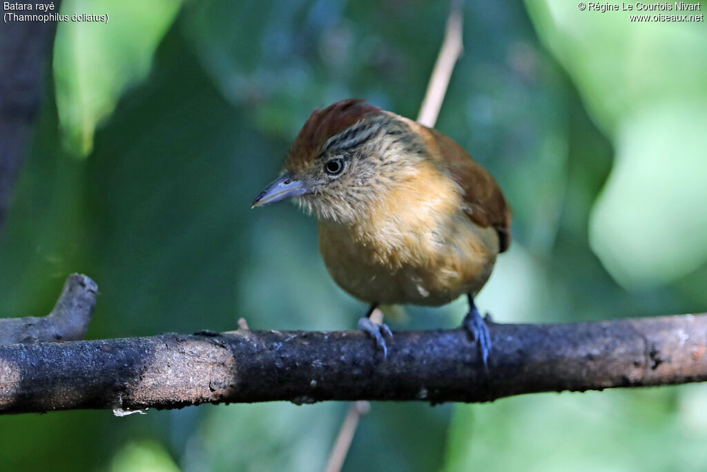 Barred Antshrike