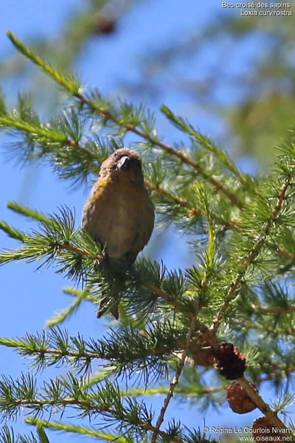 Bec-croisé des sapins femelle