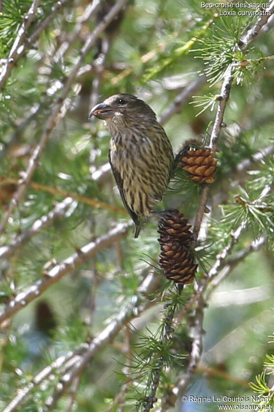 Red Crossbilljuvenile