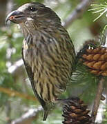 Red Crossbill