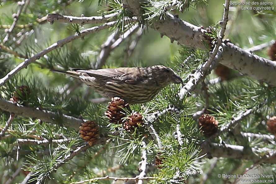 Red Crossbilljuvenile