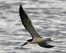 Black Skimmer