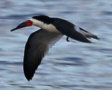 Black Skimmer