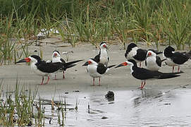 Black Skimmer