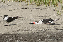 Black Skimmer