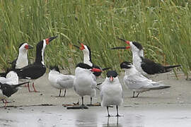 Black Skimmer