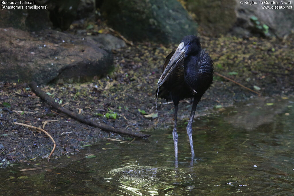 African Openbill