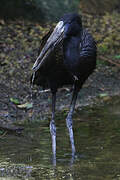 African Openbill