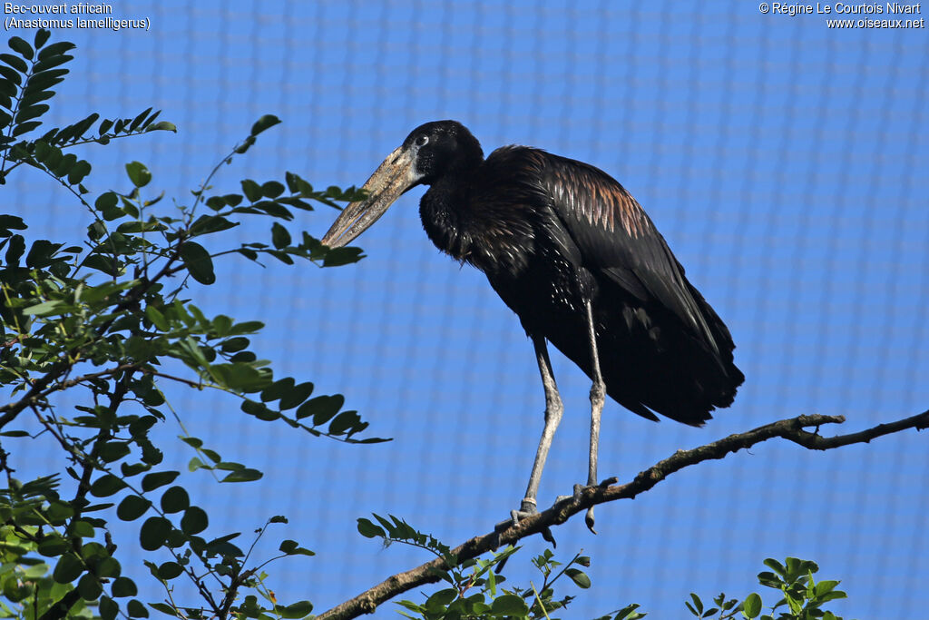 African Openbill