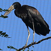 African Openbill