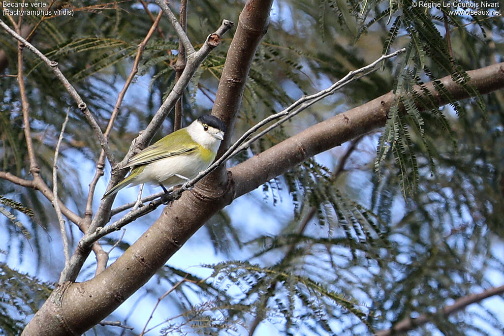 Green-backed Becard