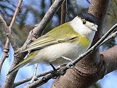 Green-backed Becard