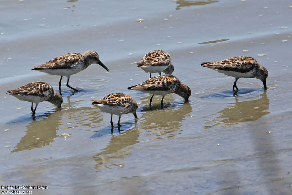 Western Sandpiperadult transition, Behaviour