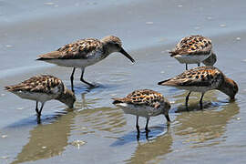 Western Sandpiper