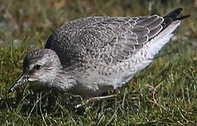 Red Knot