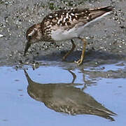 Least Sandpiper