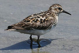 Least Sandpiper