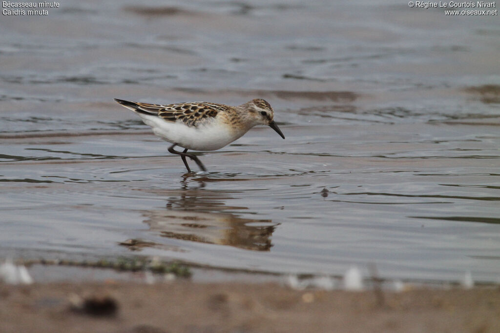 Little Stint