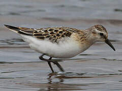 Little Stint