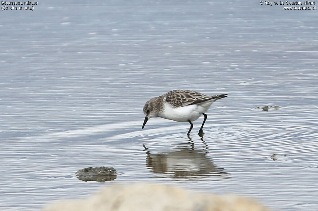 Little Stint