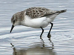 Little Stint