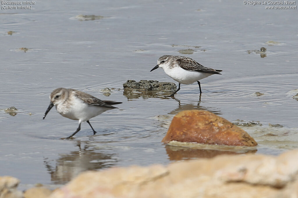 Little Stint