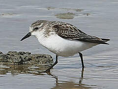 Little Stint