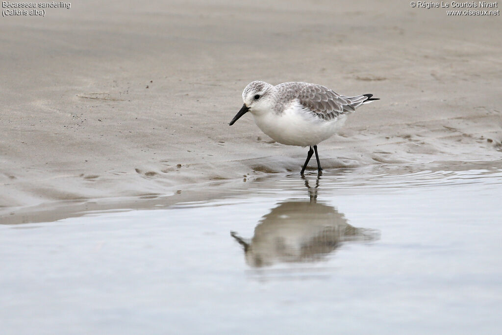 Sanderling