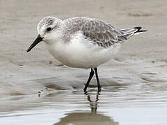 Bécasseau sanderling