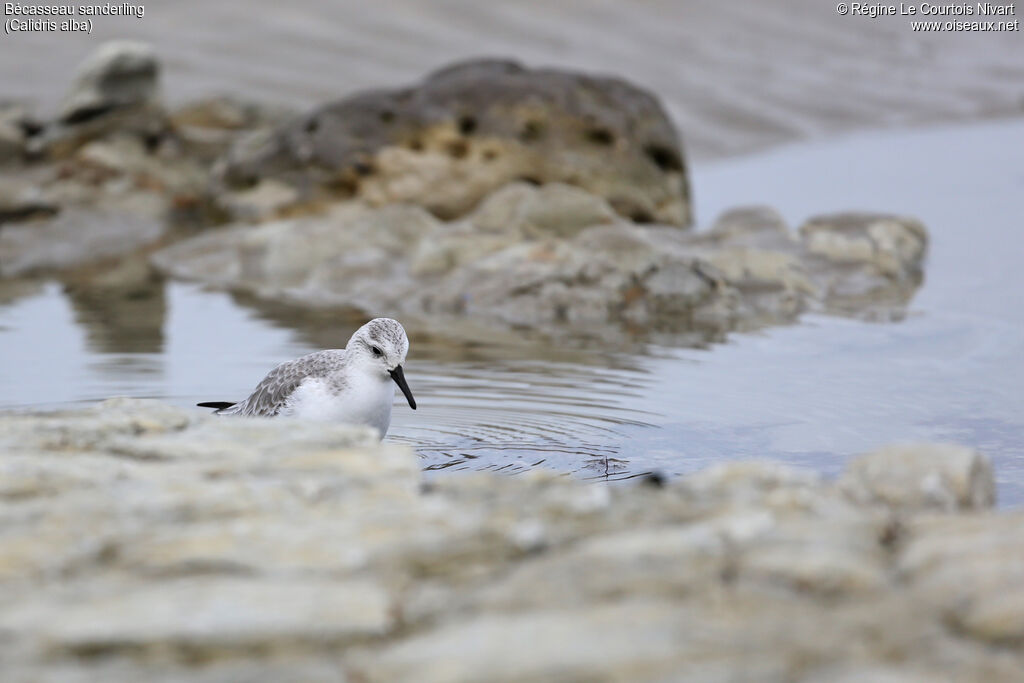 Sanderling